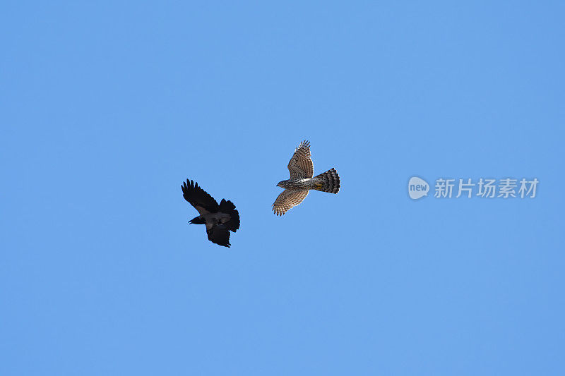 北方苍鹰(Accipiter gentilis)幼鹰在天空中飞翔，蒙面乌鸦骚扰它。